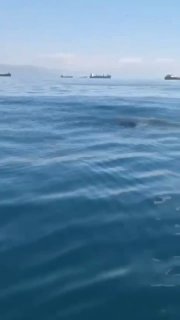 У Владивостока к судну подплыл кит Минке