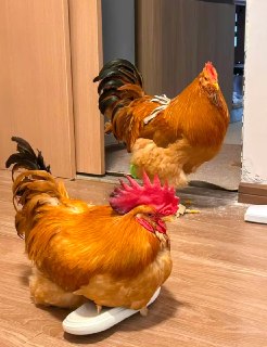 В Китае набирает популярность тренд на содержание кур в качестве домашних питомцев