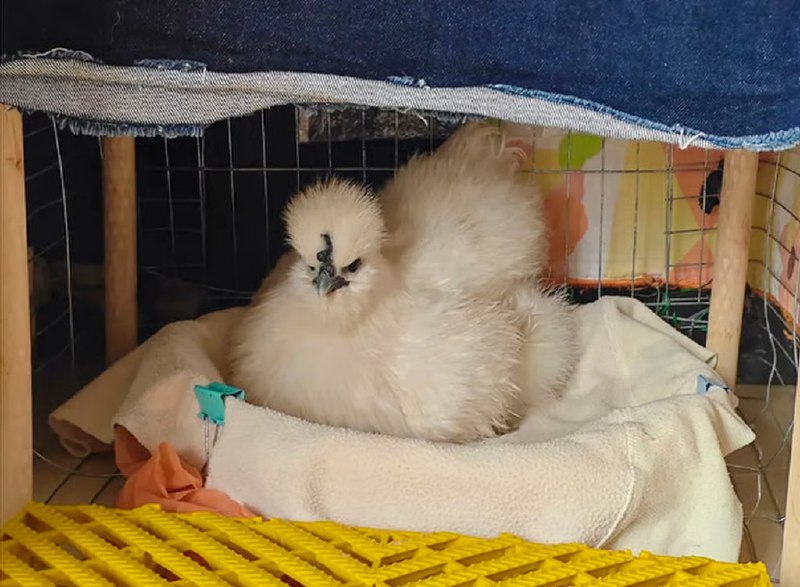 Иллюстрация 5