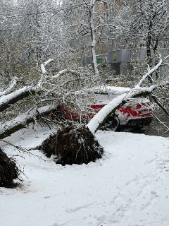 В Москве упавшие деревья рухнули на автомобиль