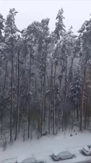 В Балашихе ветер повалил сосну на машину