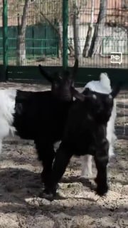 В казанском зооботаническом саду родились козлята