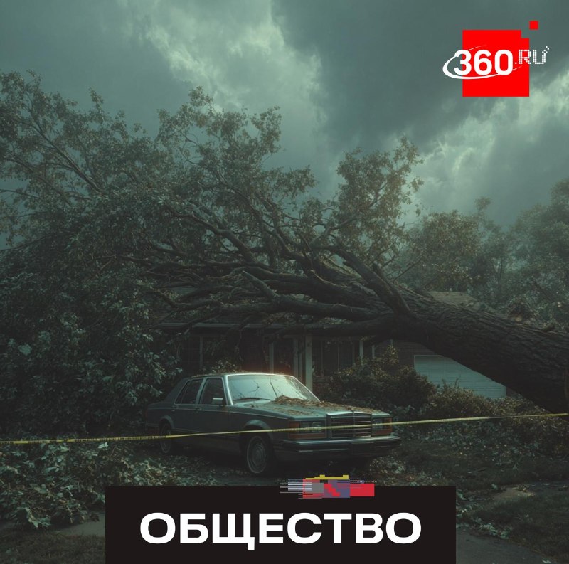 Что делать, если дерево упало на машину: советы автоюриста