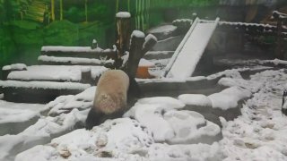 Панда Катюша радуется апрельскому снегу в Московском зоопарке