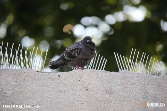В ЗакСе Петербурга обсуждают методы контроля популяции городских птиц