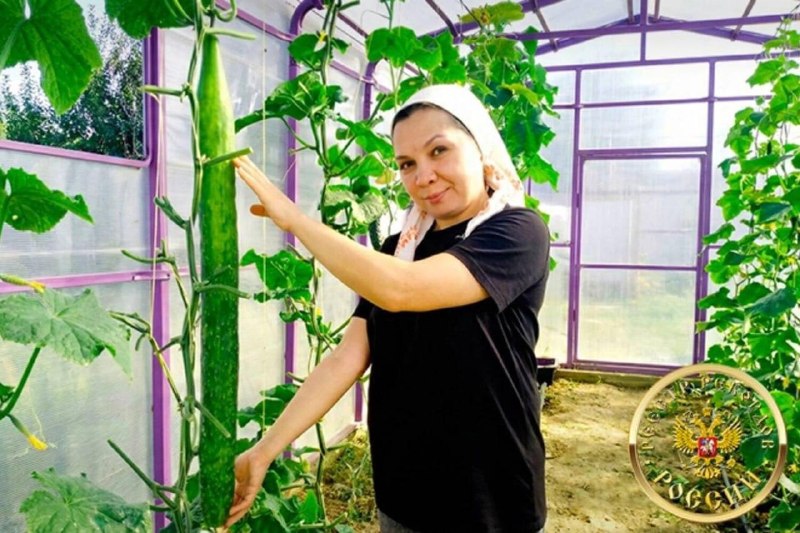 В Татарстане вырастили рекордный по длине огурец