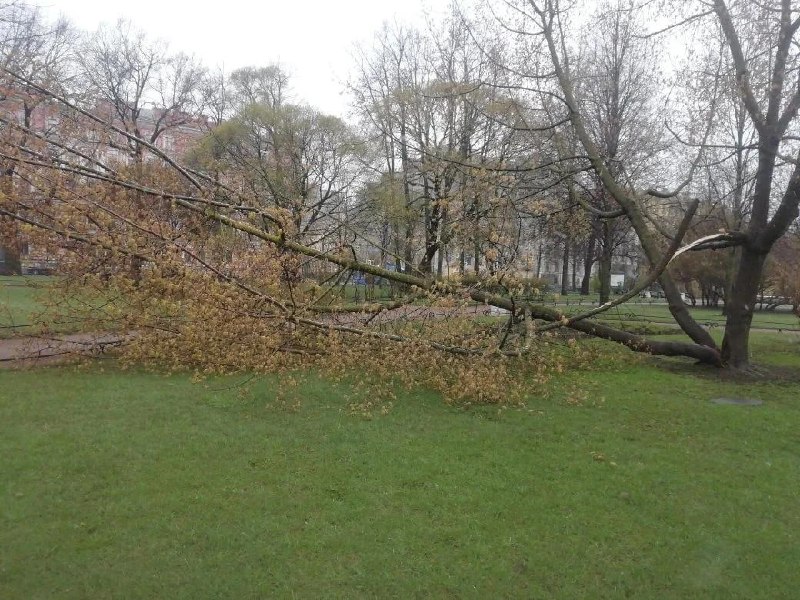 Циклон в Петербурге привел к падению деревьев в парках и на проезжей части