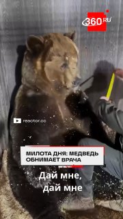 Ветеринар снимал мерки, а в итоге обнялся с медведем