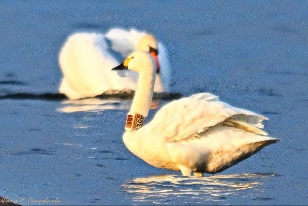 В Петербурге засняли малого лебедя с голландским чипом