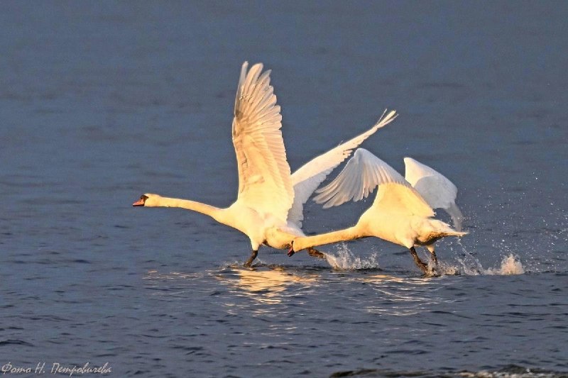 Иллюстрация 4