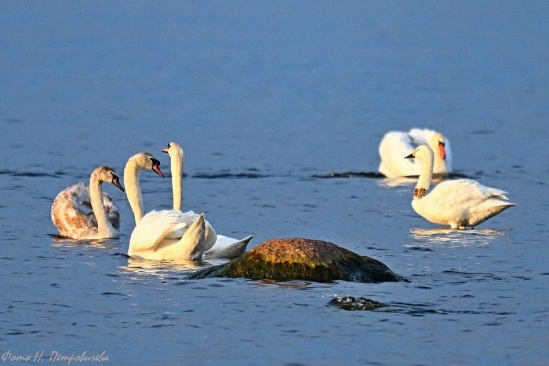 Иллюстрация 5