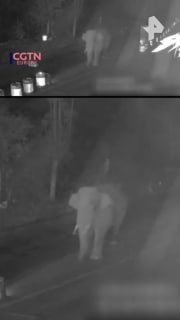 «Нелегал» с хоботом: слон ворвался на погранпост в Китае и разогнал пограничников