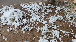 В Истре упавшие деревья перекрыли доступ к детской площадке