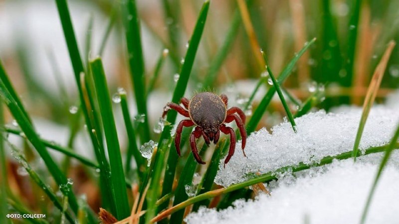 Число укусов клещей в России выросло на 200% за две недели