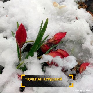 Апрельский снегопад в России угрожает декоративным растениям