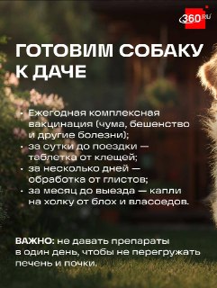 Ветеринар дала советы по подготовке собаки к поездке на дачу