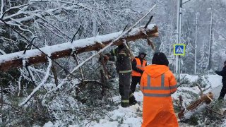 В Щелкове упавшее дерево перекрыло дорогу на Фряновском шоссе