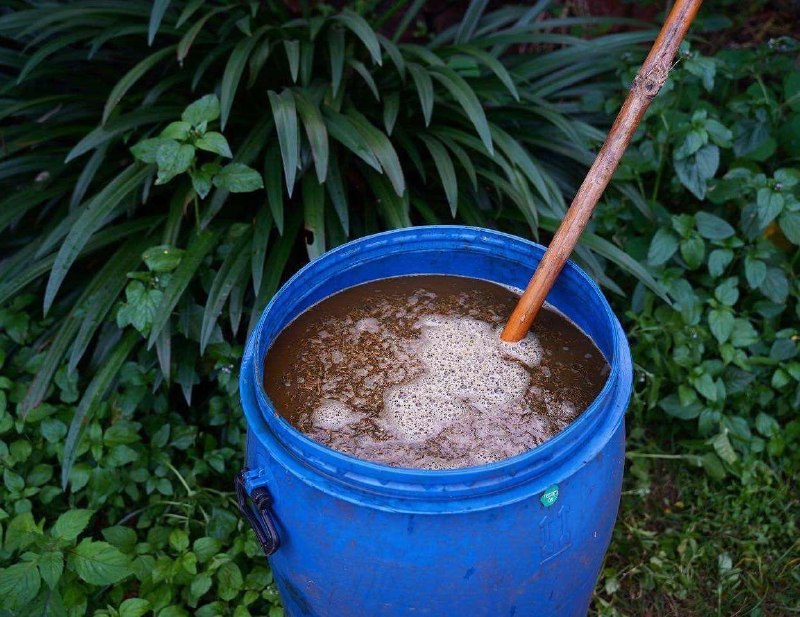 В индийском храме Ганготри ввели обязательный ритуал с употреблением коровьей мочи для проверки веры