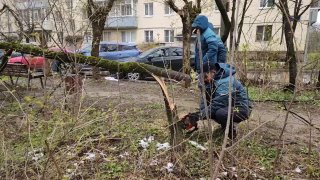 В Подольске убрали с дорог более 100 поваленных деревьев