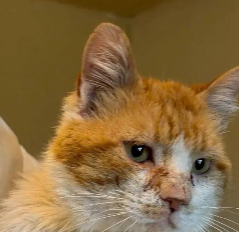 Животные в Туапсе пострадали от «нефтяных дождей»