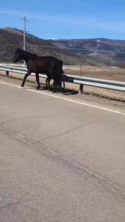 В Сибири жители освободили жеребенка из дорожного ограждения
