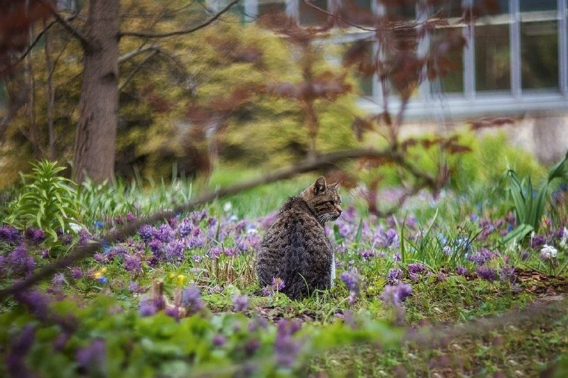 Пушистый житель Ботанического сада Петра Великого ждёт тепла