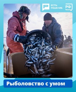 Влияние научных технологий на развитие российской рыбной отрасли