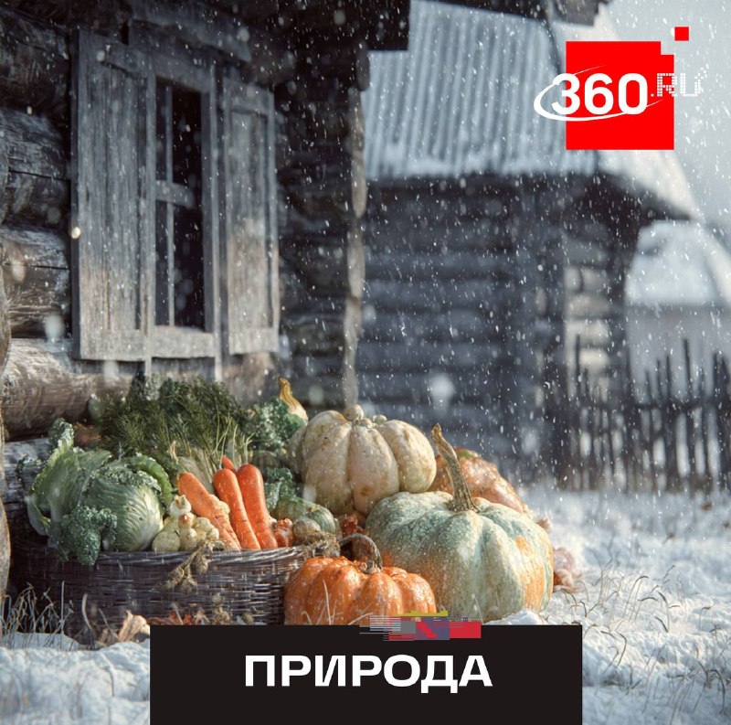 Влияние апрельских снегопадов на урожай и садовые посадки