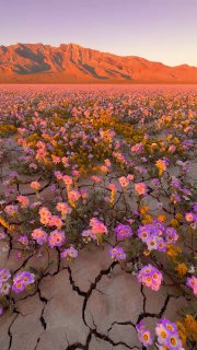 Долина смерти зацвела впервые за 10 лет