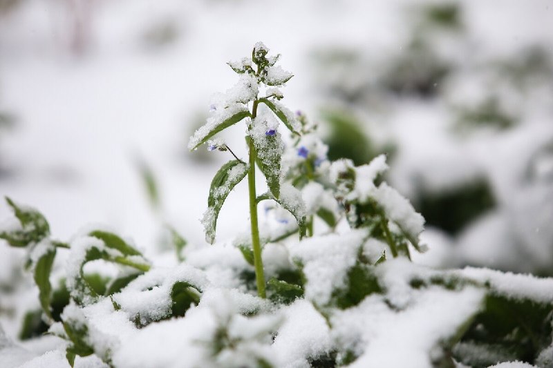 В Москве обновлён 90-летний рекорд по высоте снежного покрова