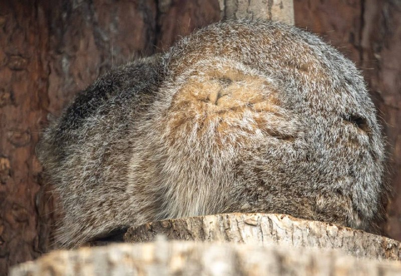 Манул Шу из Ленинградского зоопарка не планирует худеть к лету