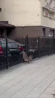 В Вильнюсе видео с освобождением косули, застрявшей в заборе, стало вирусным