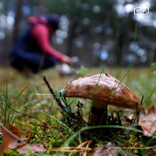 Грибы могут влиять на образование дождя благодаря механизму нуклеации льда