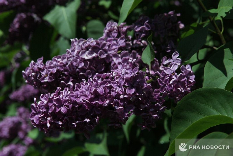 В Роскачестве рассказали о штрафах за повреждение сирени