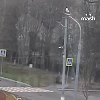 В Подмосковье кабан напугал школьников и их родителей