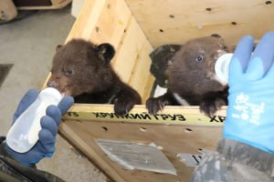 Иллюстрация 3