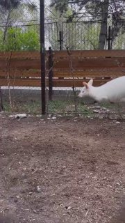 В Кыргызстане спасли редкого кенгуру-альбиноса