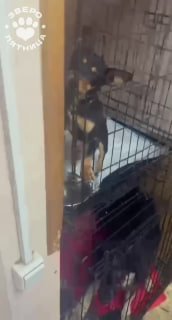 В приюте «ХэлДогМини» отмыли от мазута собак, привезенных из Туапсе