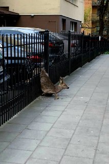 В Вильнюсе спасли косулю, застрявшую в заборе