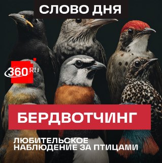 В чем польза наблюдения за птицами: советы психолога и орнитолога