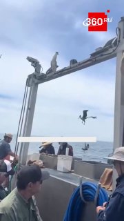 Голодная чайка проглотила слишком крупную добычу