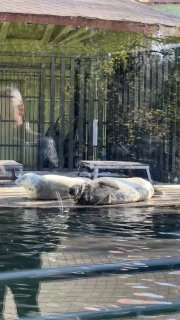 В Московском зоопарке проходят бесплатные утренние прогулки