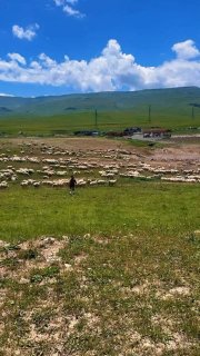 В Дагестане пастуший пёс напал на туристку в стаде овец