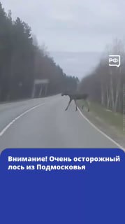 В Подмосковье заметили дисциплинированного лося-пешехода