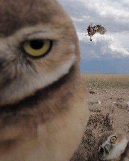 Фотограф случайно снял идеальный кадр с сычами для обложки музыкального альбома