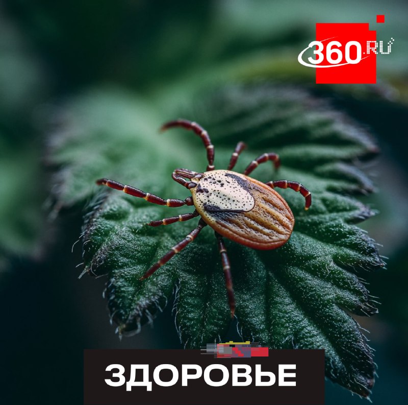 МЧС дало инструкцию, что делать при укусе клеща