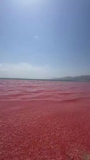 Воды Омана окрасились в красный из-за массовой гибели креветок