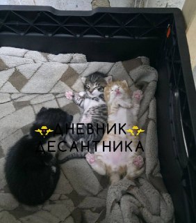 Десантники вышли на боевое дежурство