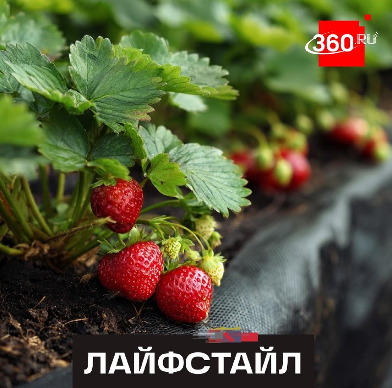 Эксперт поделилась секретами успешного урожая клубники
