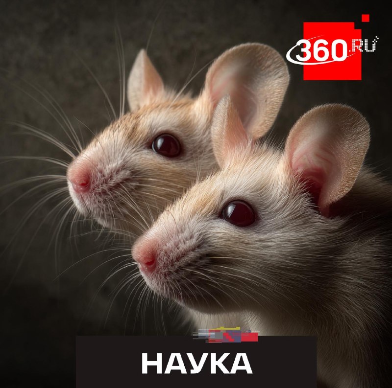 Американские ученые нашли способ «передавать» долголетие